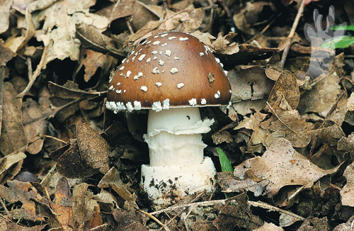 Amanita pantherina
