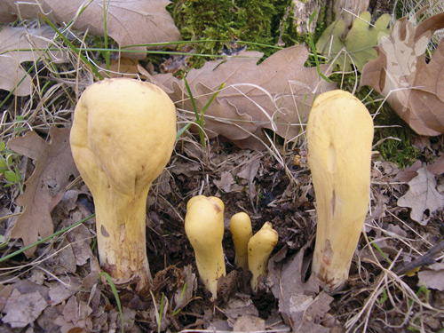 Clavariadelphus pistillaris