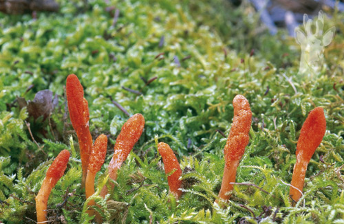 Cordyceps militaris