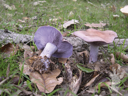 Lepista nuda