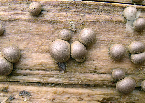 Lycogala epidendrum