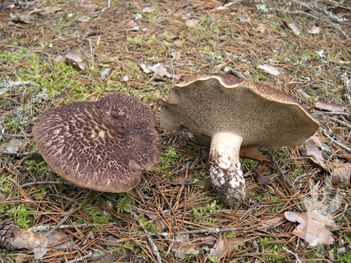 Sarcodon imbricatus
