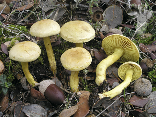 Tricholoma sulphureum