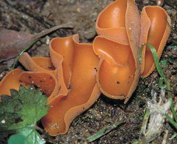 Aleuria aurantia
