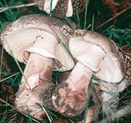 Amanita rubescens