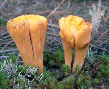 Clavariadelphus truncatus