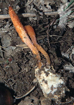Cordyceps militaris