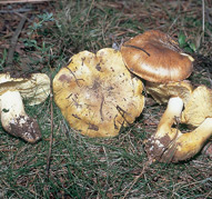 Tricholoma equestre