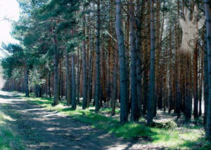 Pinar