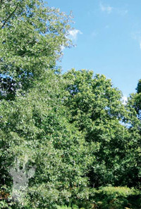 Castao-roble