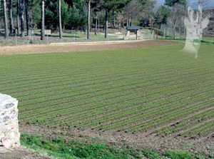 Vivero