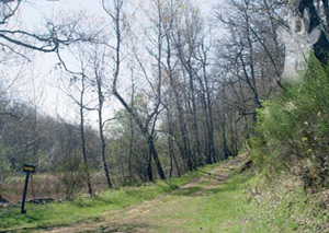 Camino