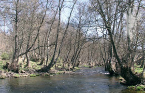 Alisos