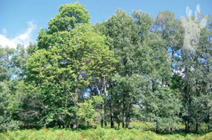 Castao-roble