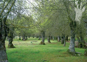Fresneda