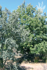 Encina-roble