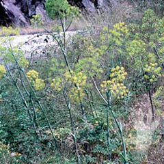 Thapsia villosa