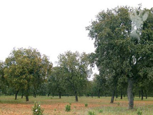Encinar