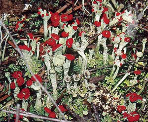 Lquen (Cladonia corallina)