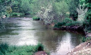 Ribera