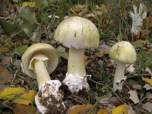 Amanita phalloides