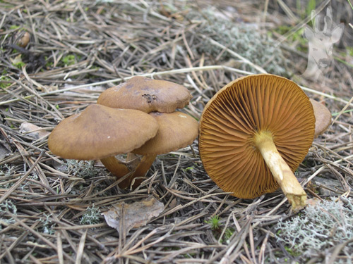 Dermocybe cinnamomea