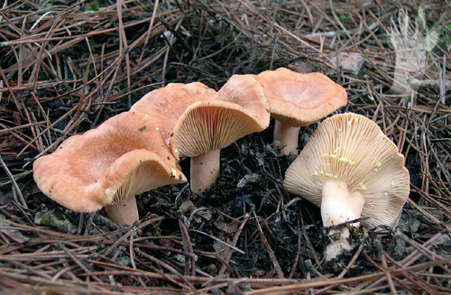 Lactarius chrysorrheus