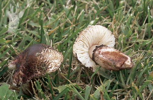 Lepiota brunneoincarnata