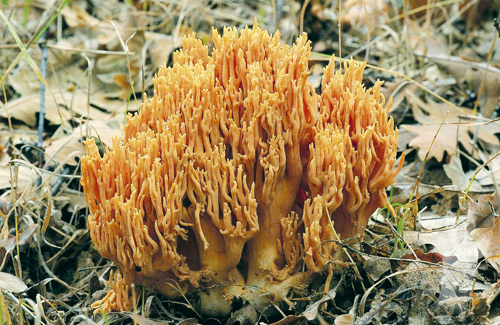 Ramaria formosa