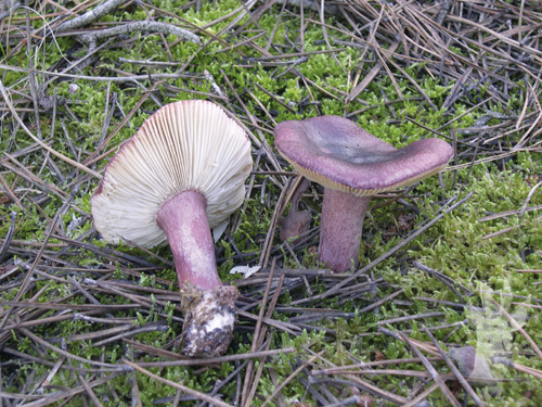 Russula torulosa