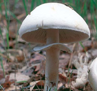 Agaricus arvensis