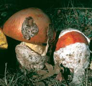 Amanita caesarea