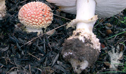 Detalle de Amanita muscaria