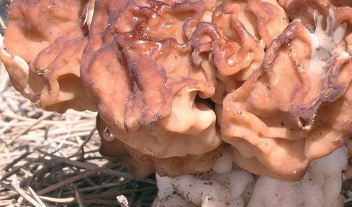 Detalle de Gyromitra esculenta