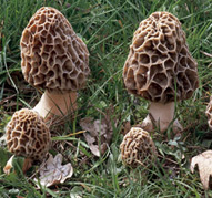 Morchella esculenta