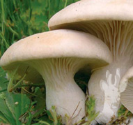 Pleurotus eryngii var. ferulae