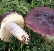 Russula sardonia