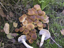 Agrocybe aegerita
