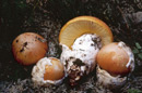 Amanita caesarea