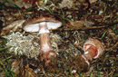 Amanita rubescens