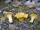 Cantharellus cibarius