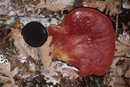 Fistulina hepatica