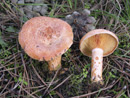 Lactarius deliciosus