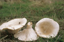 Leucopaxillus candidus