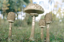 Macrolepiota procera