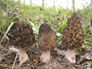 Morchella conica
