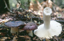 Russula cyanoxantha