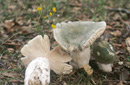 Russula virescens