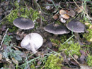 Tricholoma terreum
