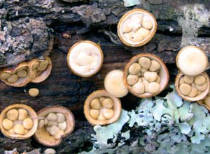 Crucibulum laeve
